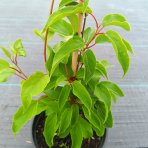 Aktinídia žilnatá - kiwi (Actinidia arguta) ‘GENEVA’  - výška 30-50 cm, kont. C2L